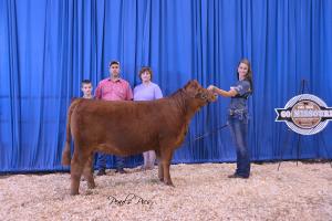 Sigmon Simmentals donor cow, Foxy